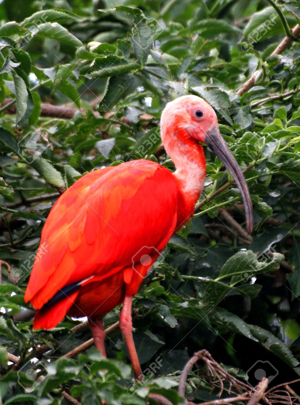 Red Ibis Bird With Very Vivid Plumage And A Long Thin Beak