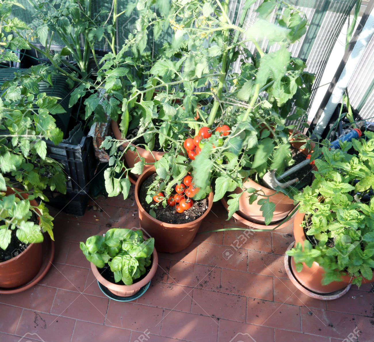 urban vegetable garden with