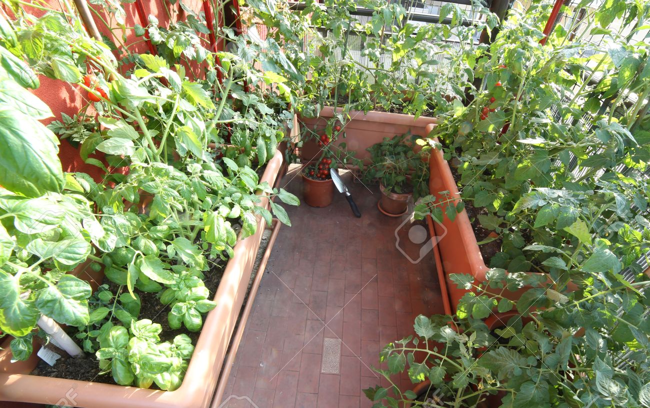 urban vegetable garden in
