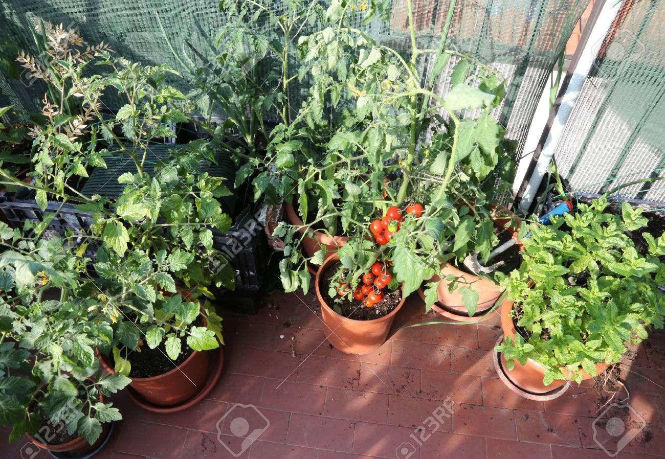 urban vegetable garden with
