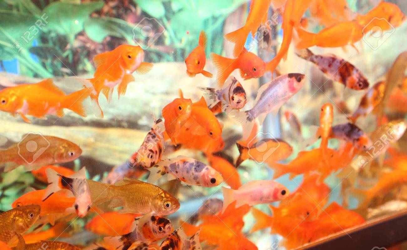 goldfish store