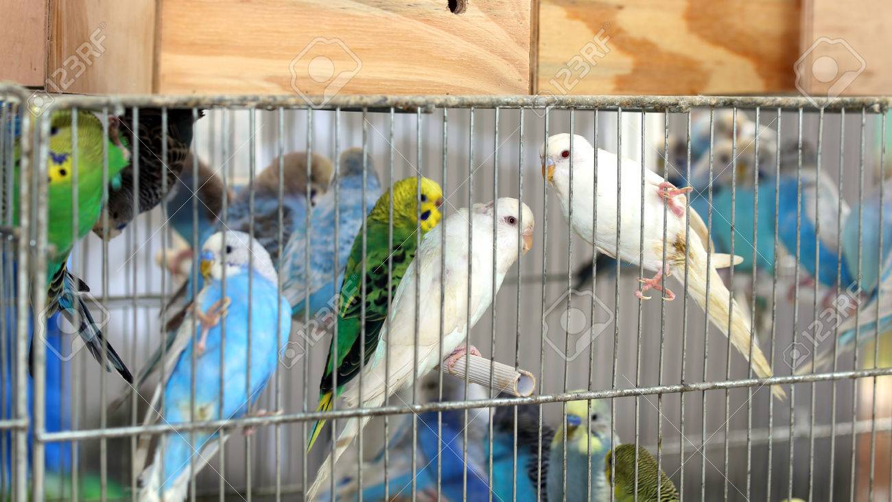 budgie store