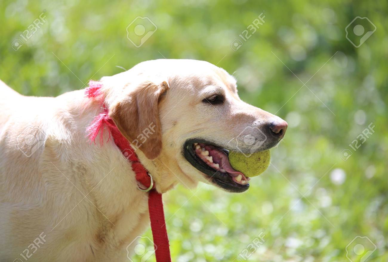 big tennis ball for dogs
