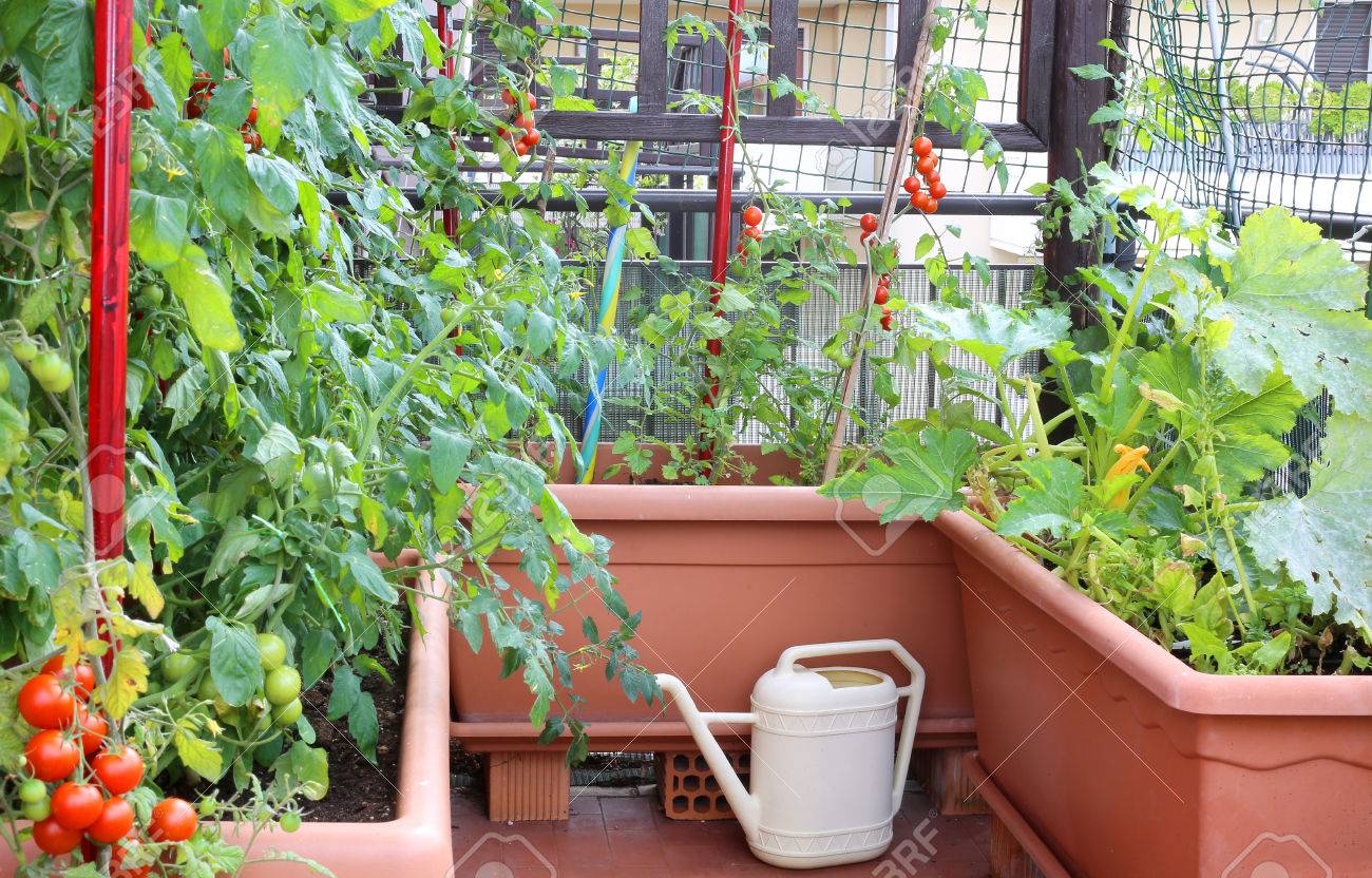 foto de archivo regadera y macetas grandes con las plantas de tomates rojos en un pequeo jardn urbano - Macetas Grandes foto de archivo regadera y macetas grandes con las plantas de tomates rojos en un pequeo jardn urbano - Macetas Grandes