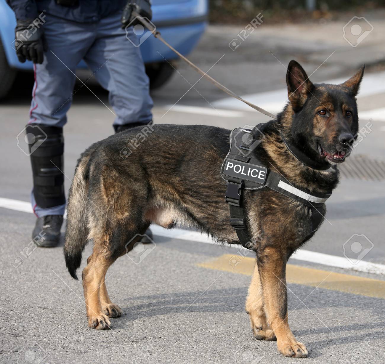 Chien De Police De Berger Allemand En Patrouillant Dans Les Rues De La Ville Pour Prévenir Les Attaques Terroristes
