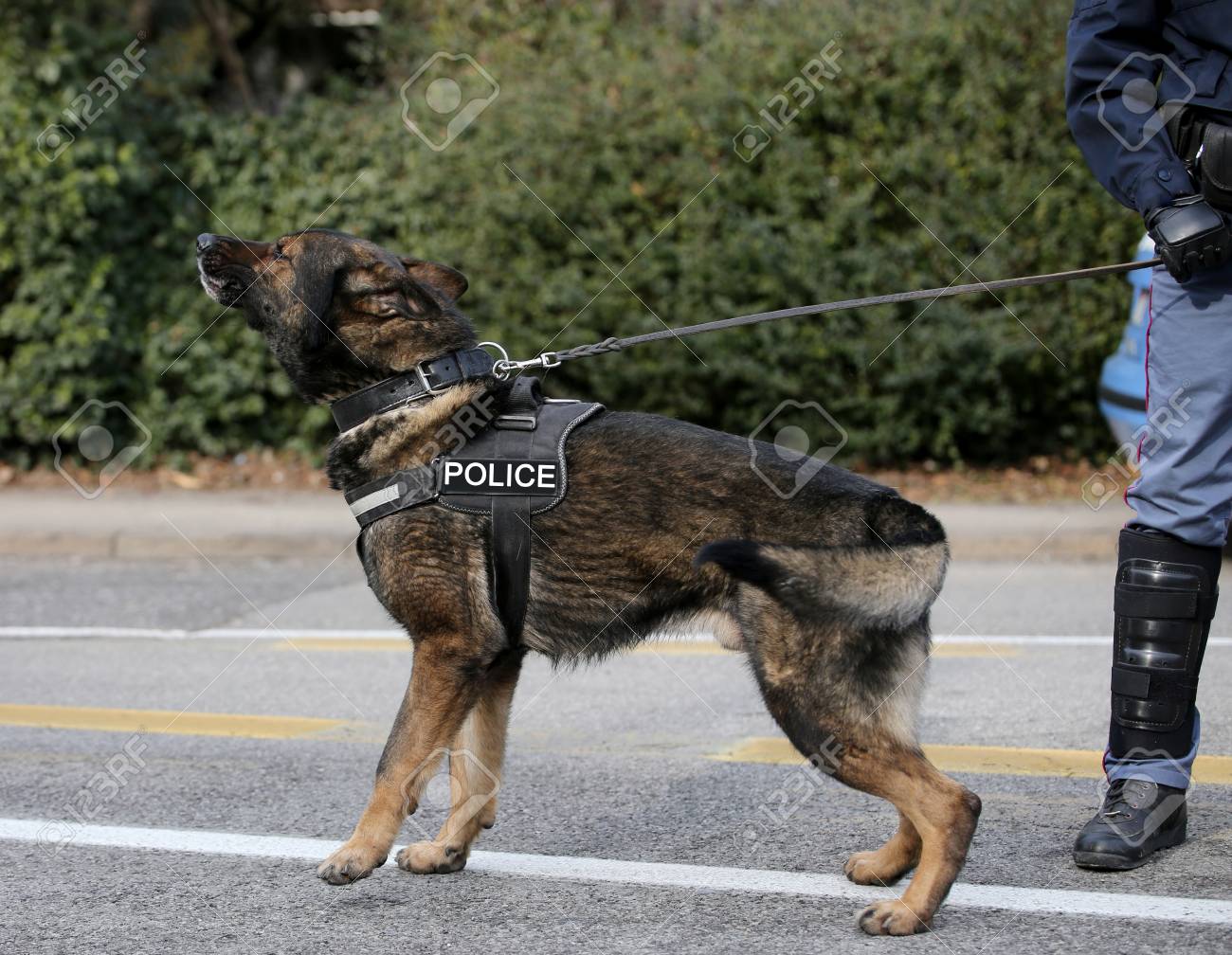 Sticker Berger Allemand 7 Semaines Alsacien Chien Policier Pixerstick