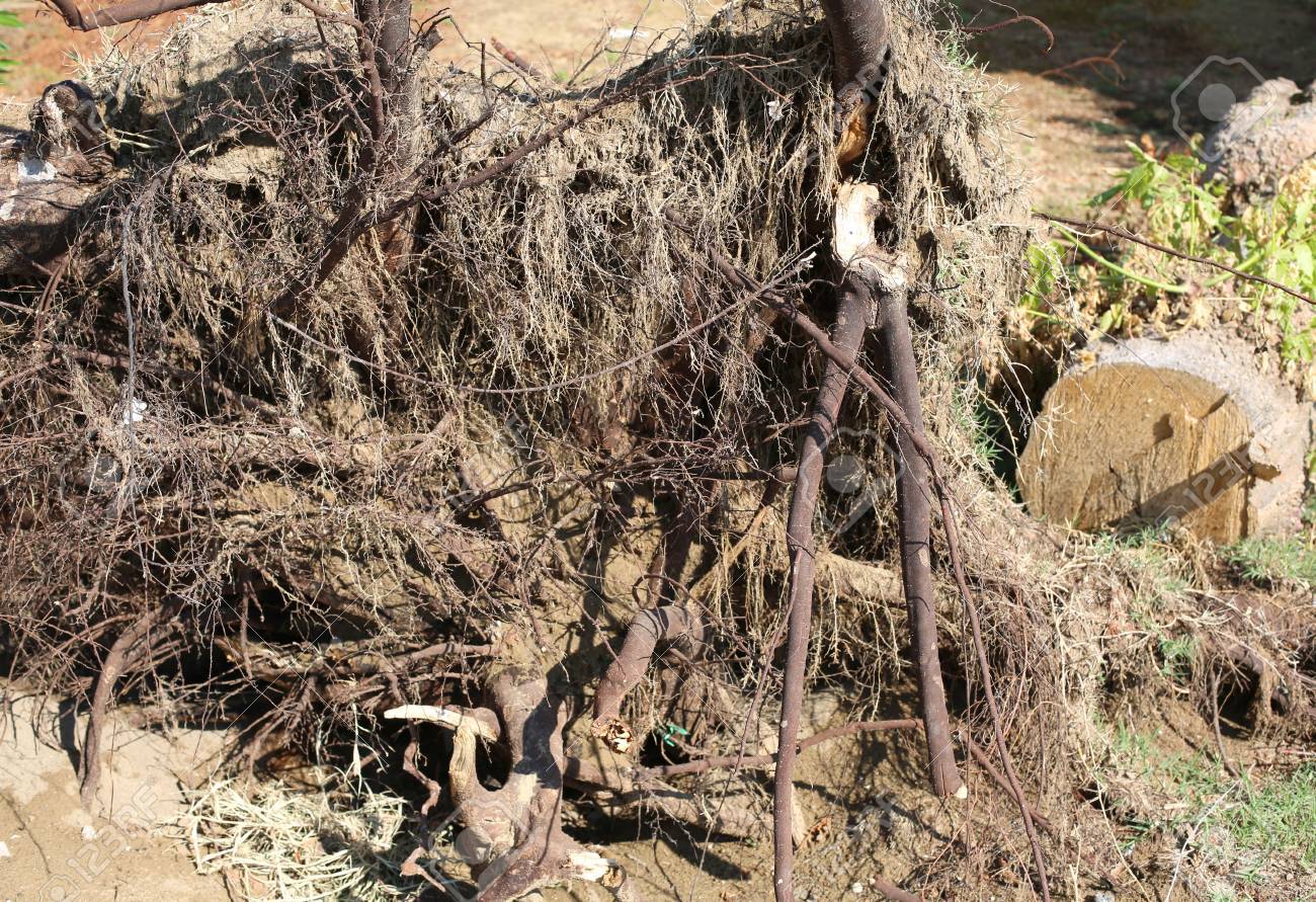 Immagini Stock Cosi Tante Radici Di Un Albero Radicato Dal Vento Dopo L Uragano Sul Terreno Sabbioso Image 89663695