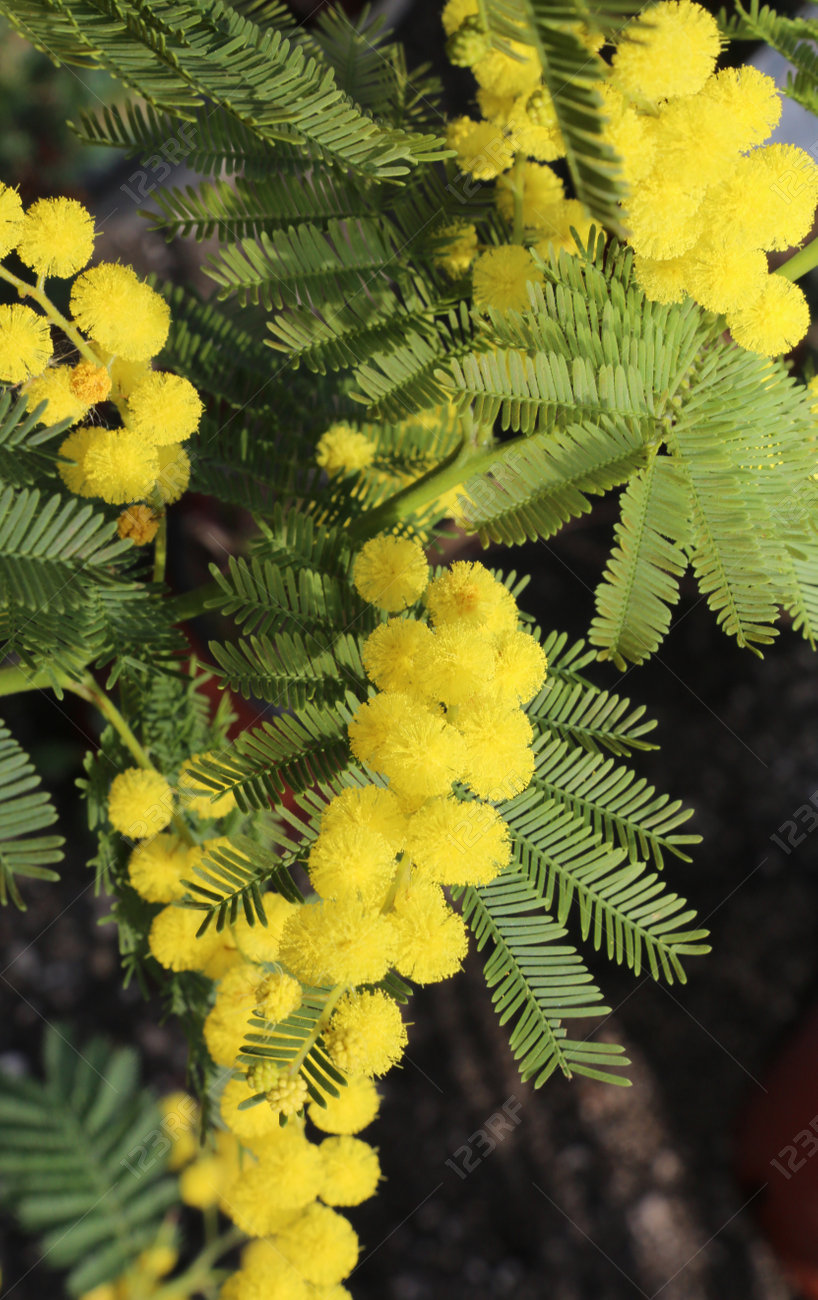 Mimosa Yellow Flowers Symbol Of Women S Day Stock Photo Picture And Royalty Free Image Image 101154930