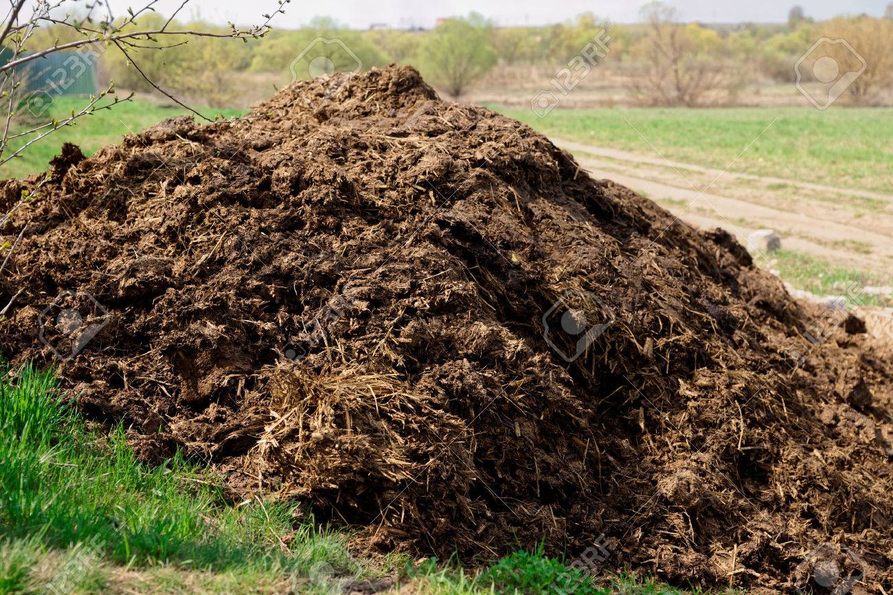 Навоз удобрение. Куча перегноя. Навоз коровий. Навоз коровий. Много навоза.