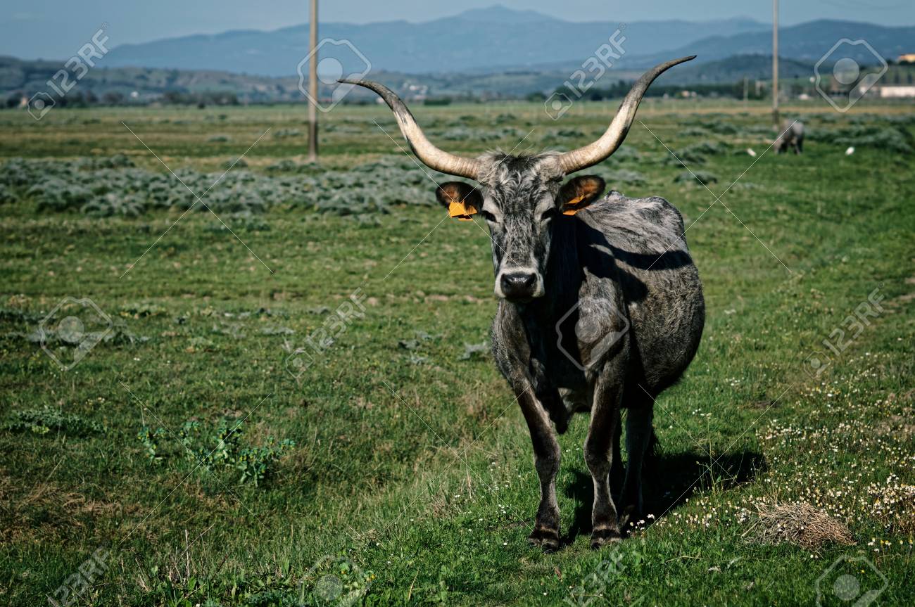 トスカーナ州南部 イタリア 引き締まったイメージの牧草地マレンマナ品種の牛 の写真素材 画像素材 Image 77684026