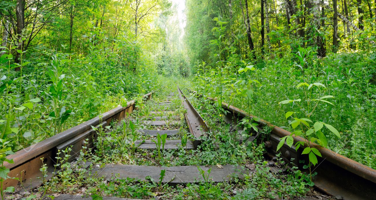 Abandoned Railroad Overgrown With Green Plants In The Forest. Stock Photo,  Picture and Royalty Free Image. Image 41665047.