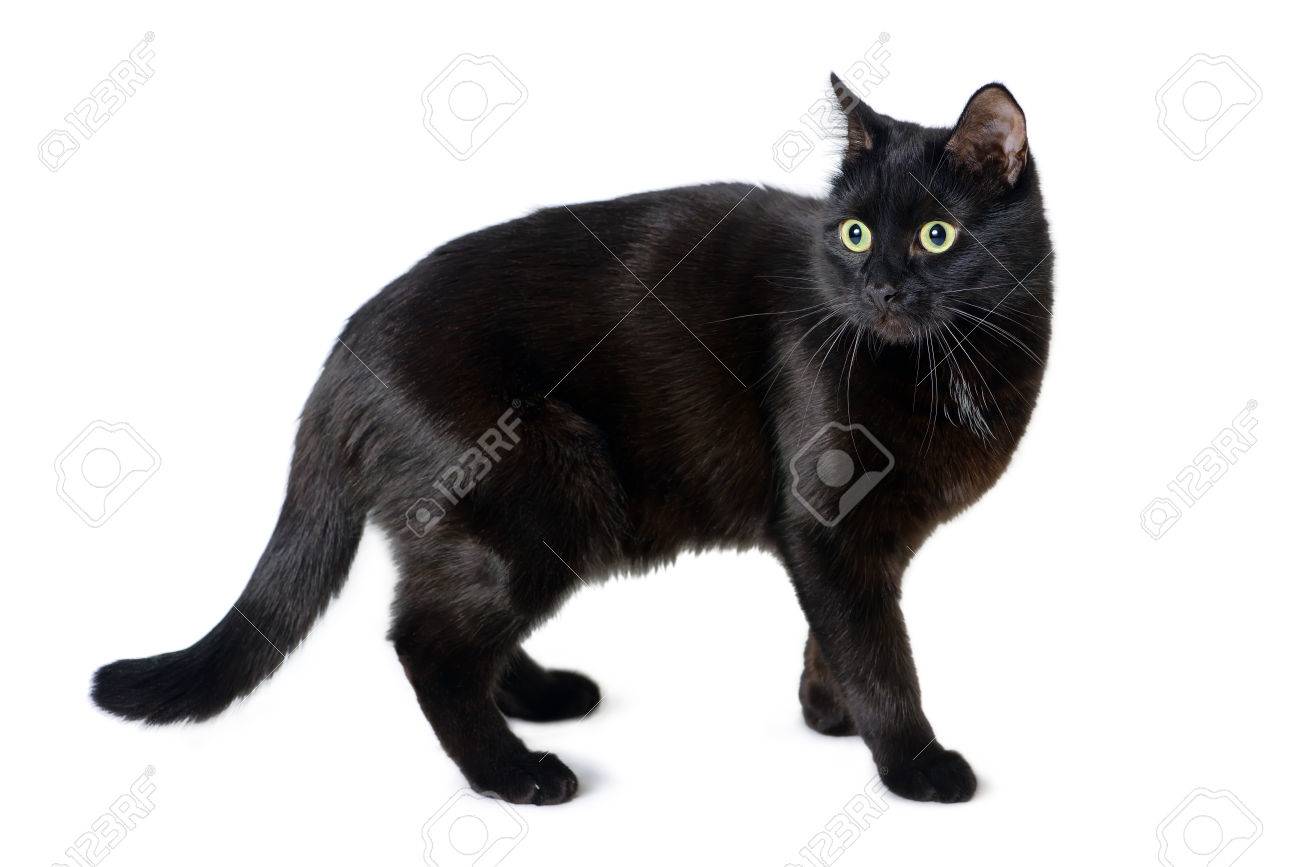 Black Cat With A Scared Look Is Isolated On White Background Stock Photo,  Picture and Royalty Free Image. Image 65280479.