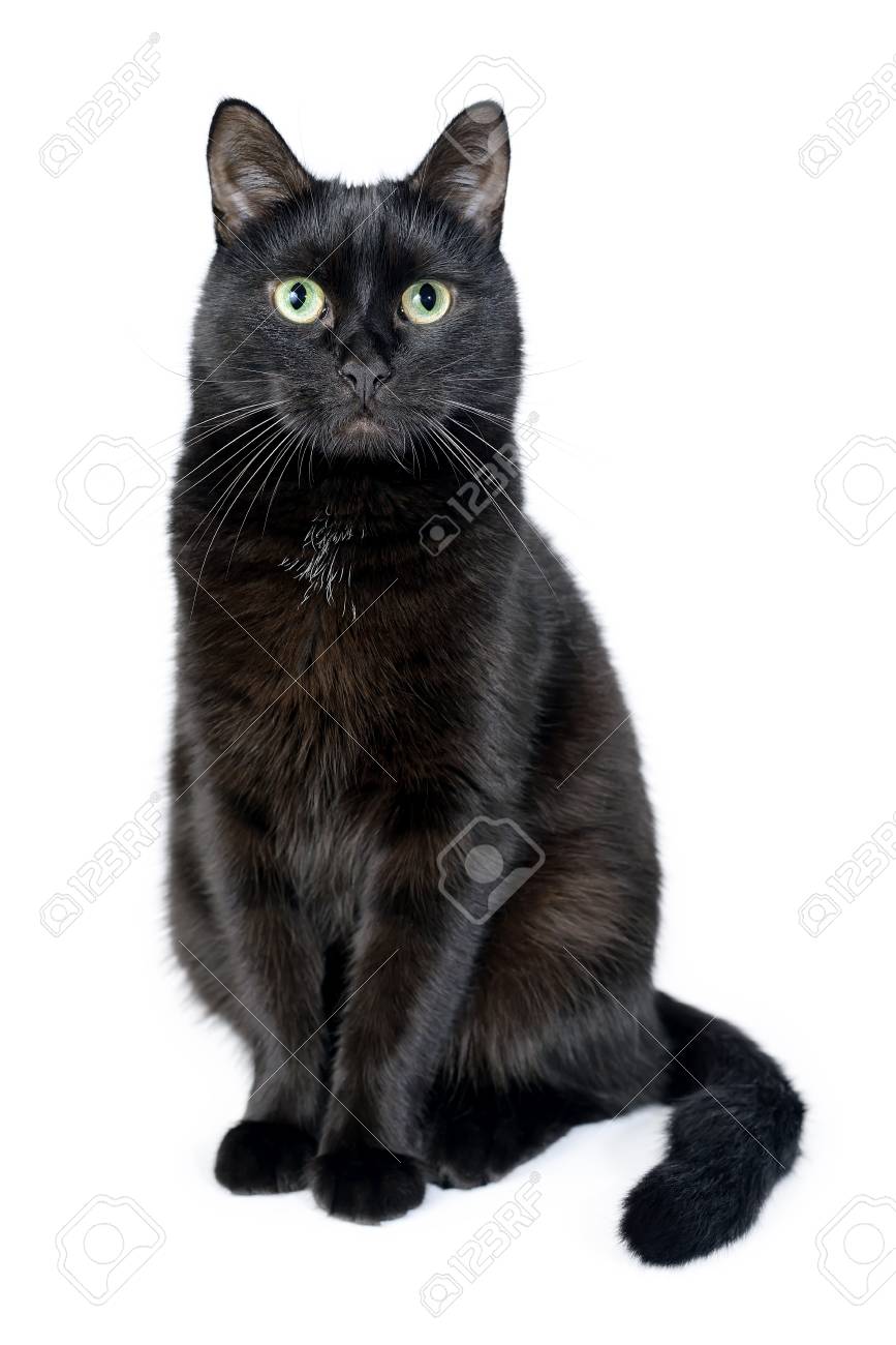 black cat sitting