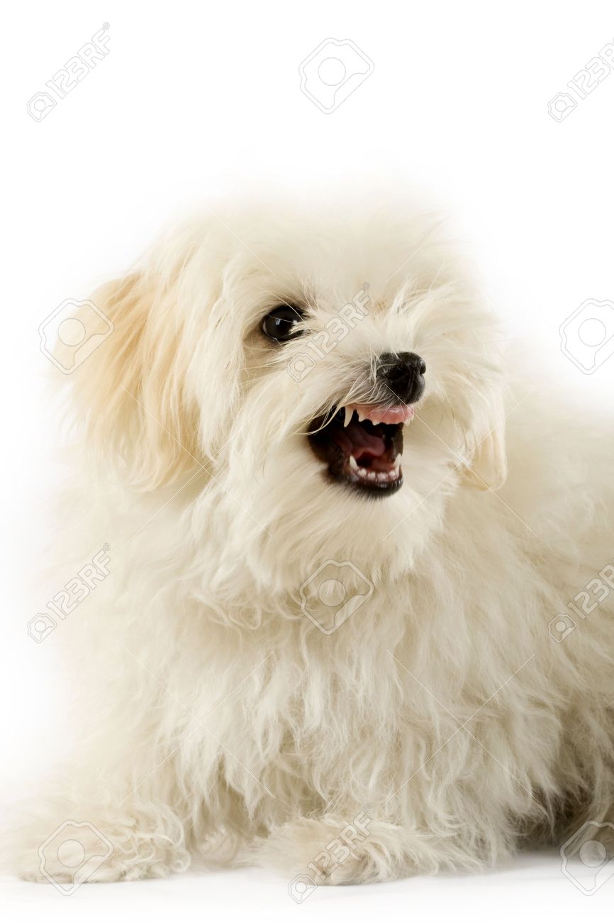 A Very Intimidating Bichon Maltese Showing It S Teeth Stock Photo Picture And Royalty Free Image Image