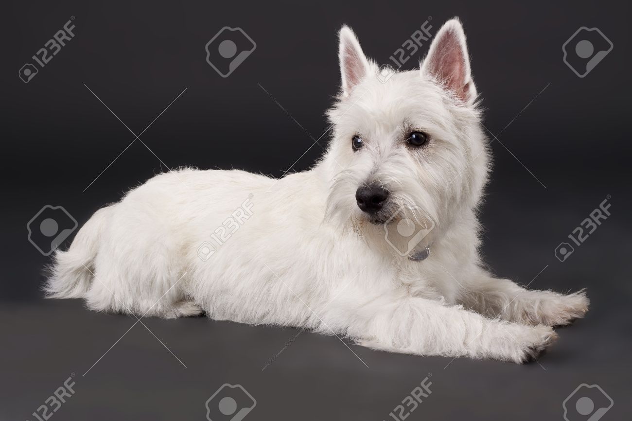west highland white terrier black