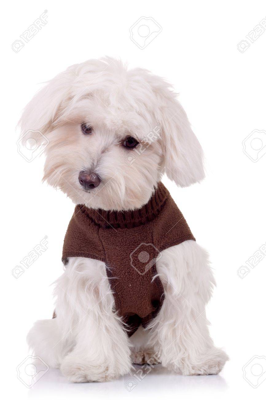 bichon clothes