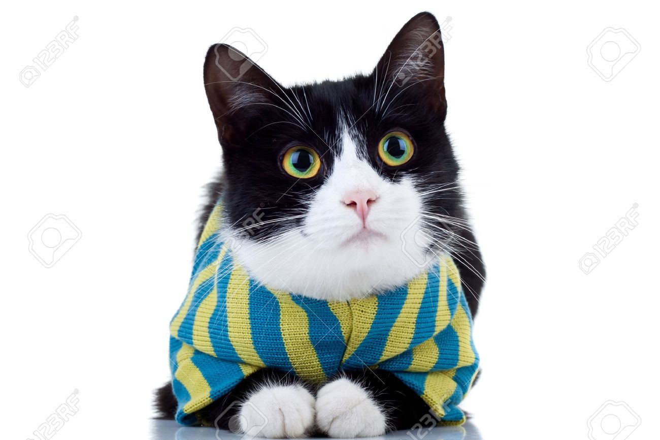 Cute Black And White Cat Wearing Clothes Over White Stock Photo