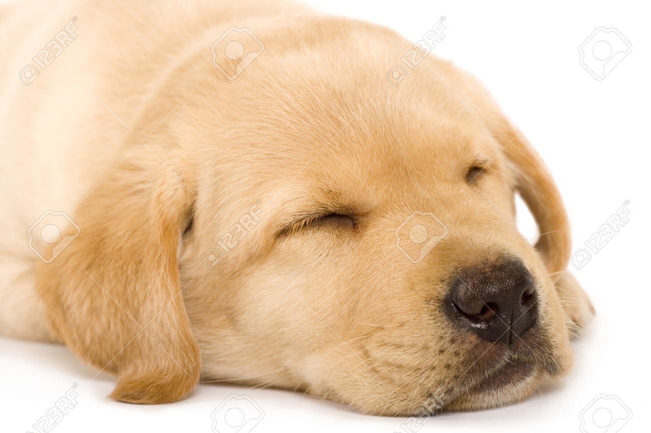 眠い子犬ラブラドル レトリーバー犬白い背景の上にクリーム の写真素材 画像素材 Image