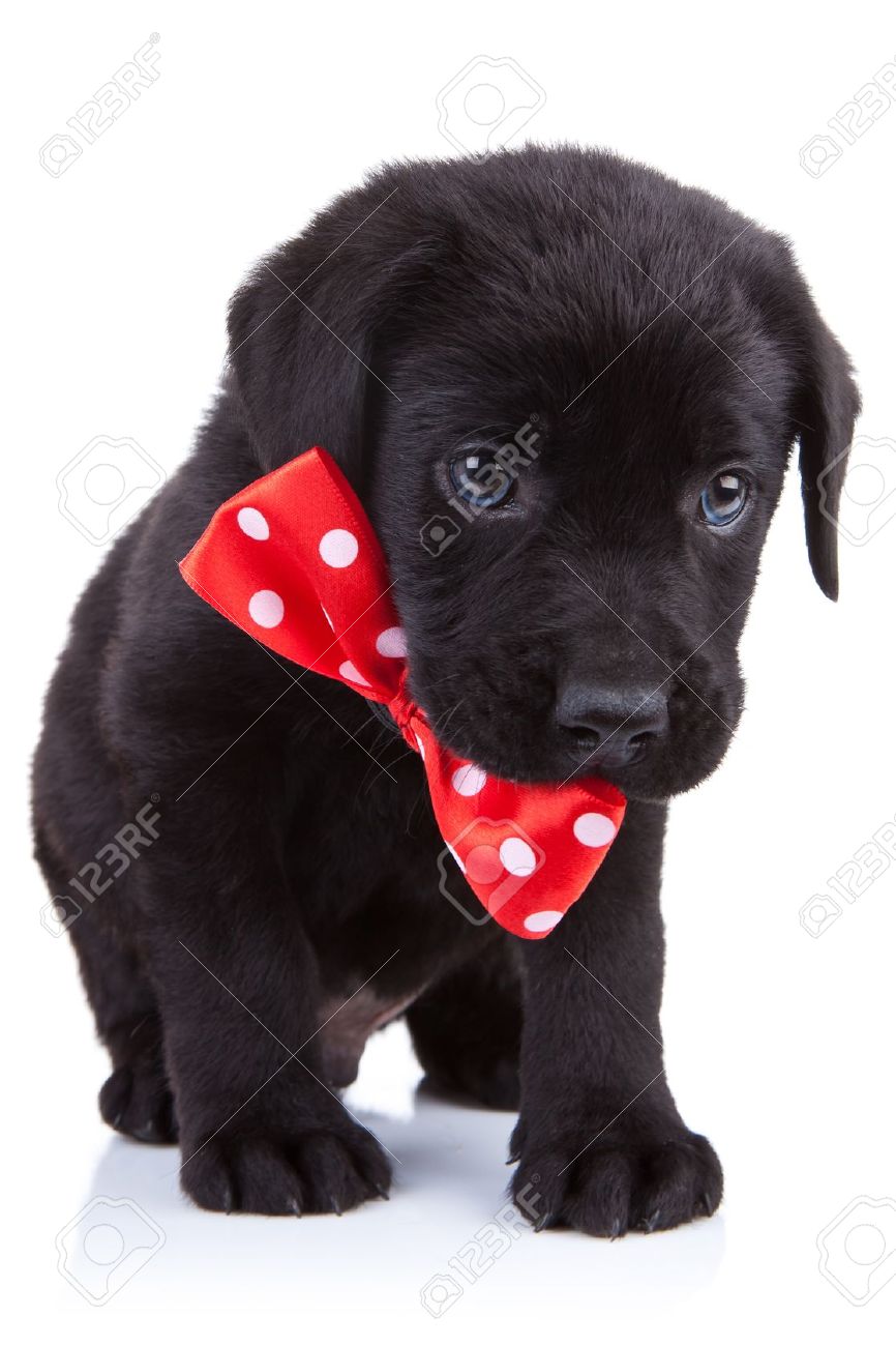black lab bow tie