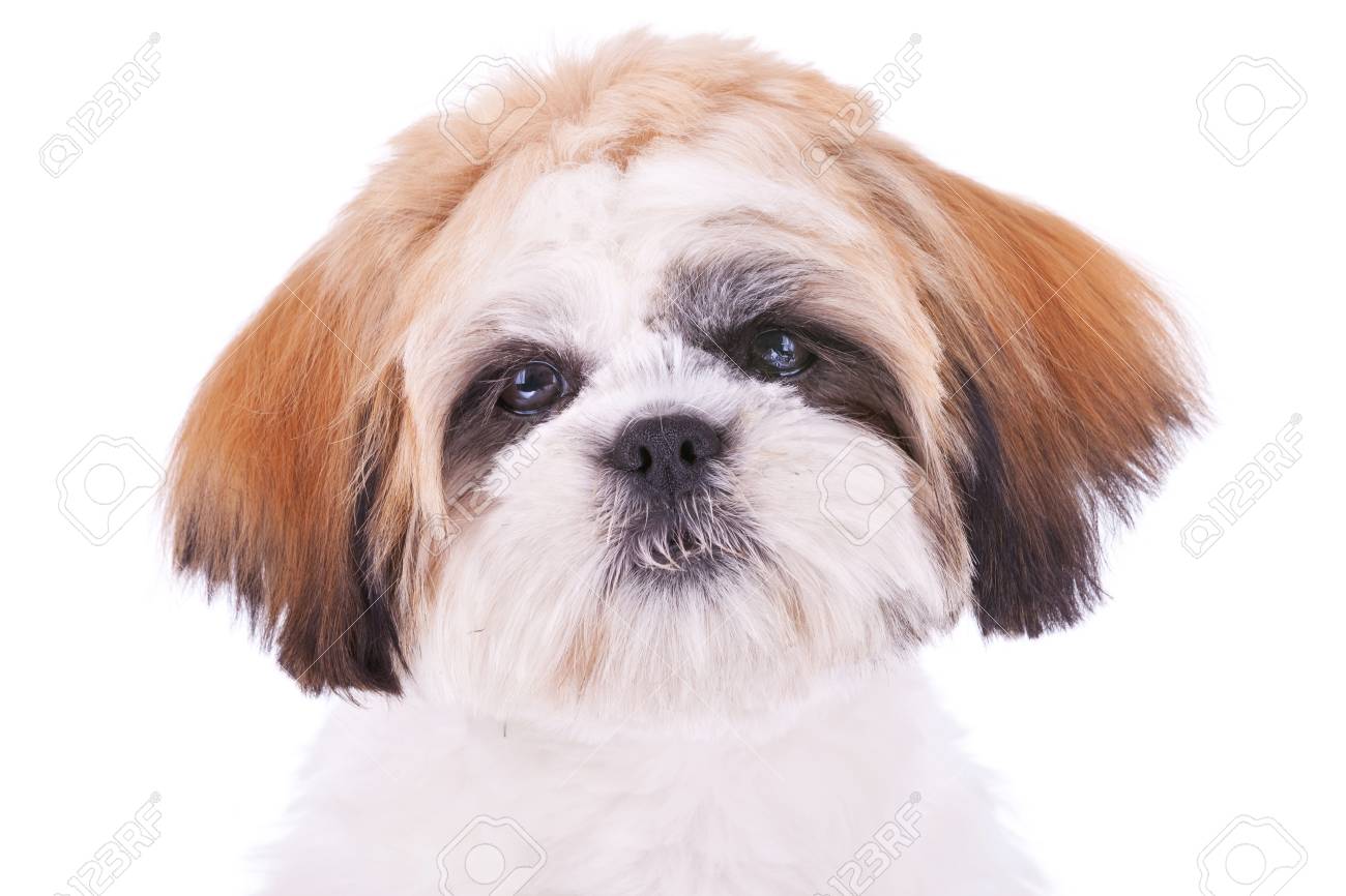 Cute Face Of A Little Shih Tzu On White Background Stock Photo Picture And Royalty Free Image Image 11532490