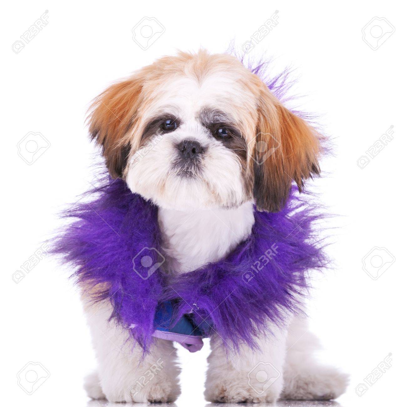 白い背景の上に立って ポン引きのような服を着て甘いシーズーの子犬を探しています の写真素材 画像素材 Image