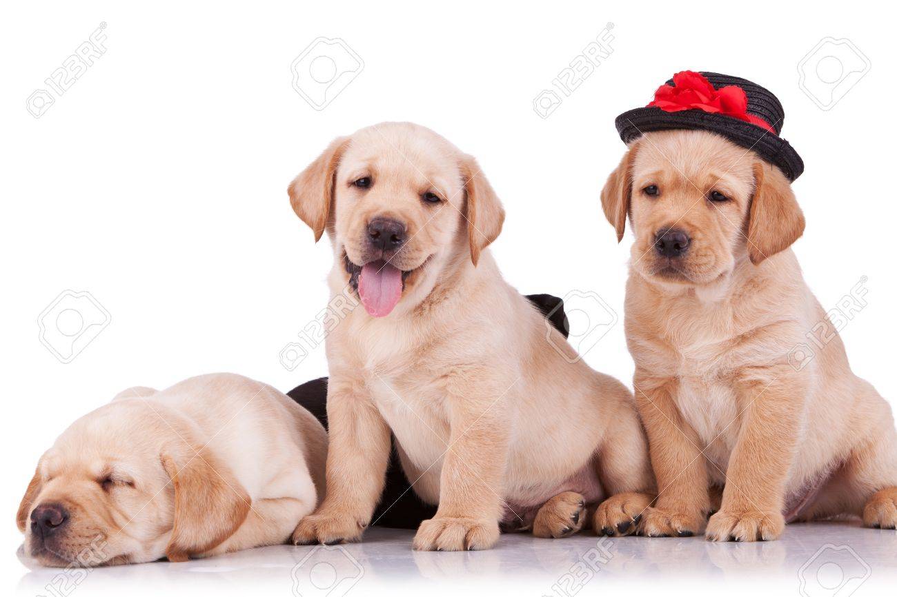 Little Labrador Retriever Puppies On White Background One With