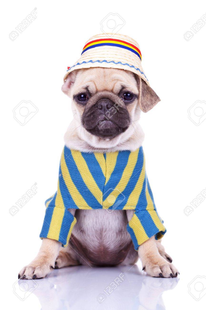 Pug puppy clothes Clearance
