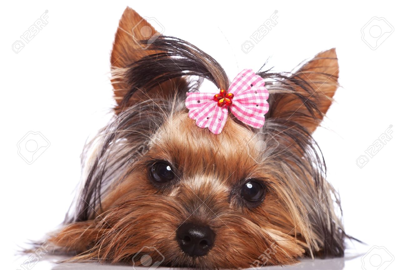 探している少し悲しいと白い背景の上に眠いかわいいヨークシャー テリア子犬犬 の写真素材 画像素材 Image 探している少し悲しいと白い背景の上に眠いかわいいヨークシャー テリア子犬犬 の写真素材 画像素材 Image