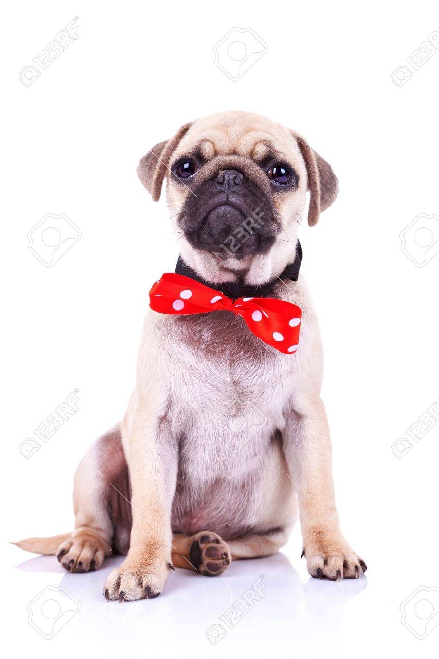 座っていると カメラに探して赤ボウタイ可愛いパグ子犬犬 の写真素材 画像素材 Image