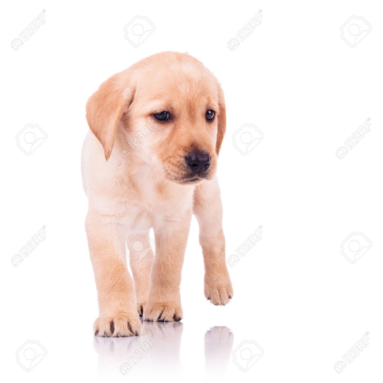 labrador retriever small