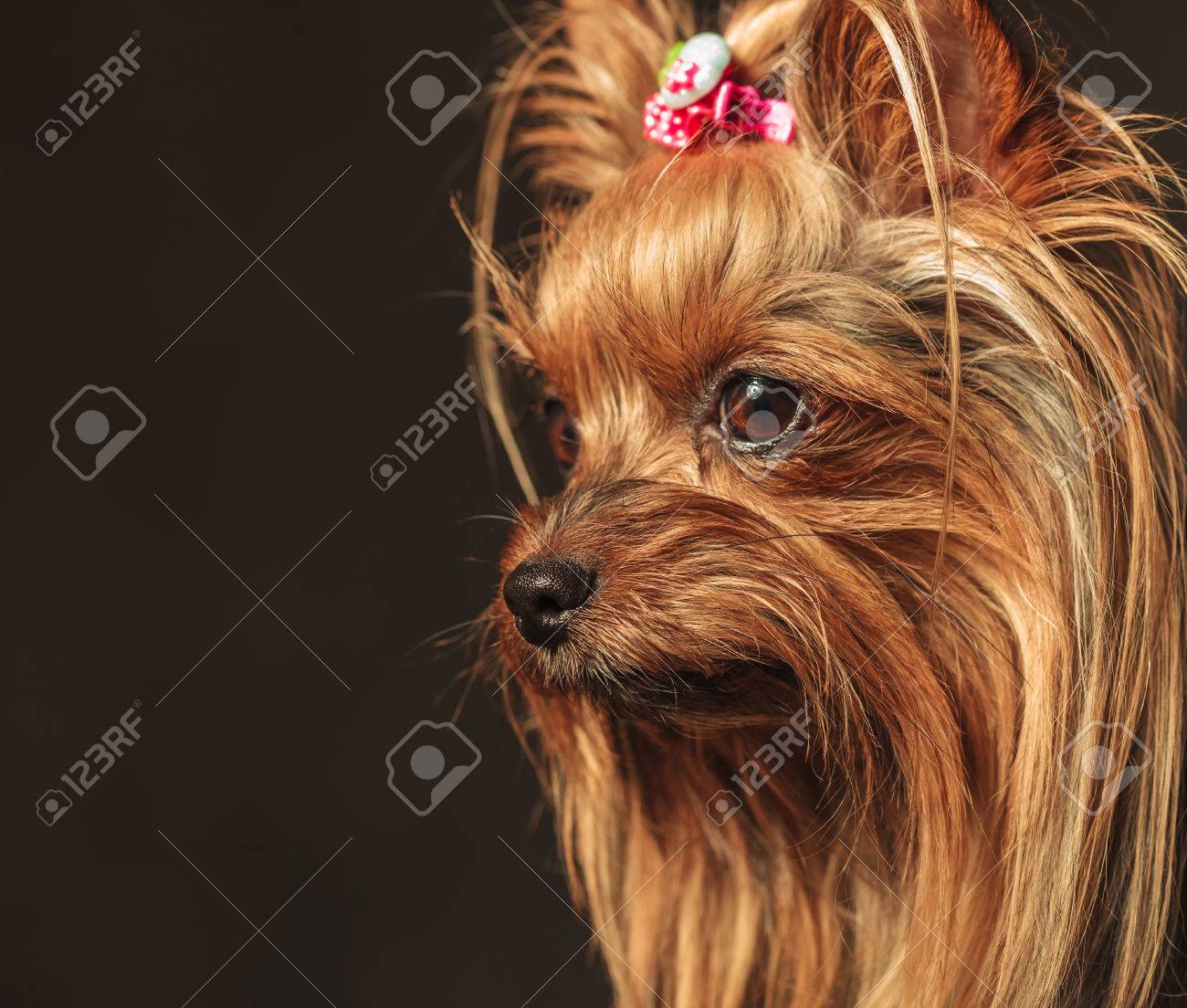カメラから離れて探してかわいいヨークシャー テリア子犬を犬の頭の側面図 の写真素材 画像素材 Image カメラから離れて探してかわいいヨークシャー テリア子犬を犬の頭の側面図 の写真素材 画像素材 Image
