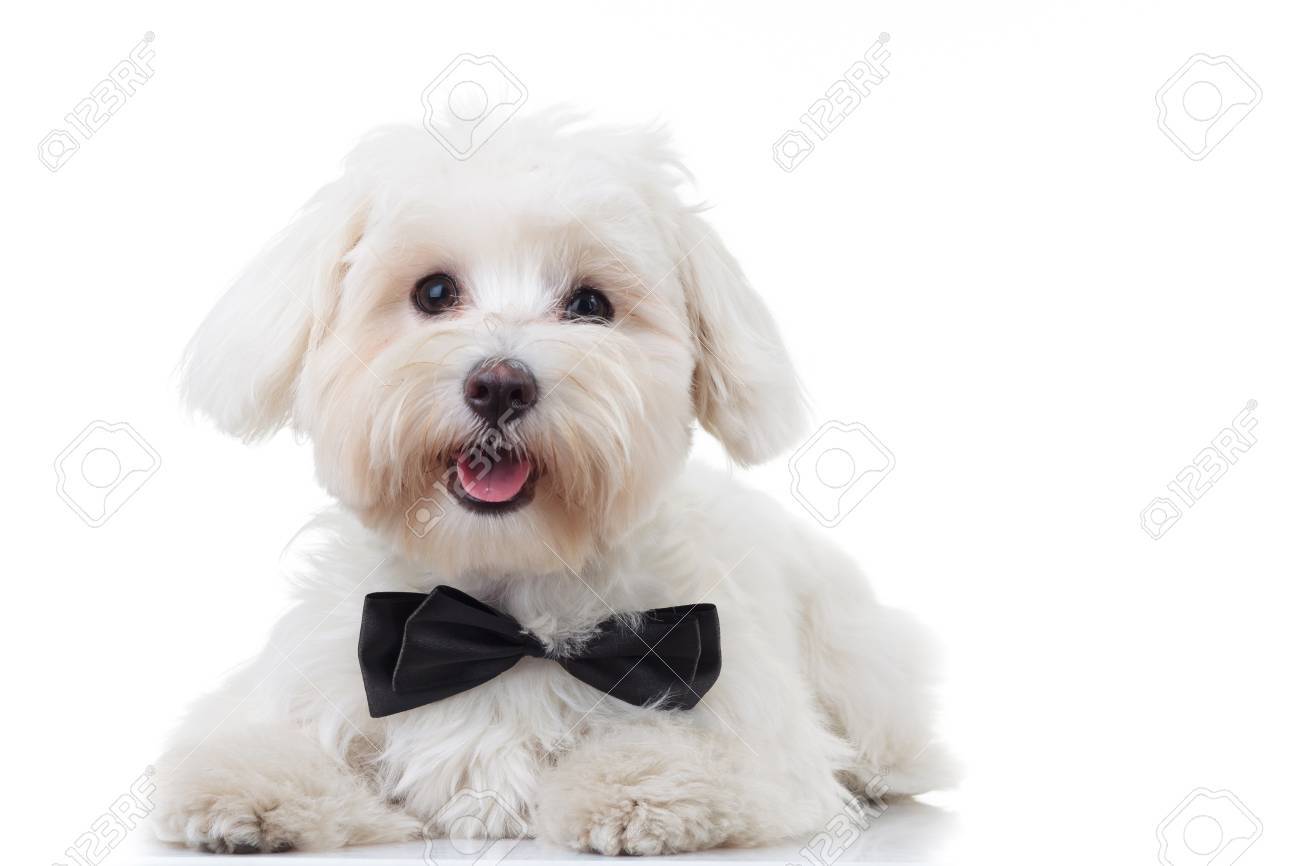 panting white bichon puppy wearing bowtie isolated on white background - 72396761 panting white bichon puppy wearing bowtie isolated on white background - 72396761