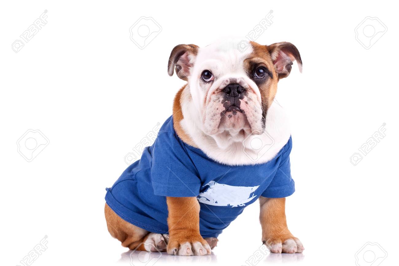 English bulldog puppy clothes Clearance