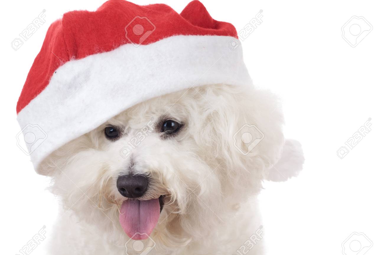 Tête Dun Chien Heureux Chiot Santa Bichon Frise Sur Fond Blanc