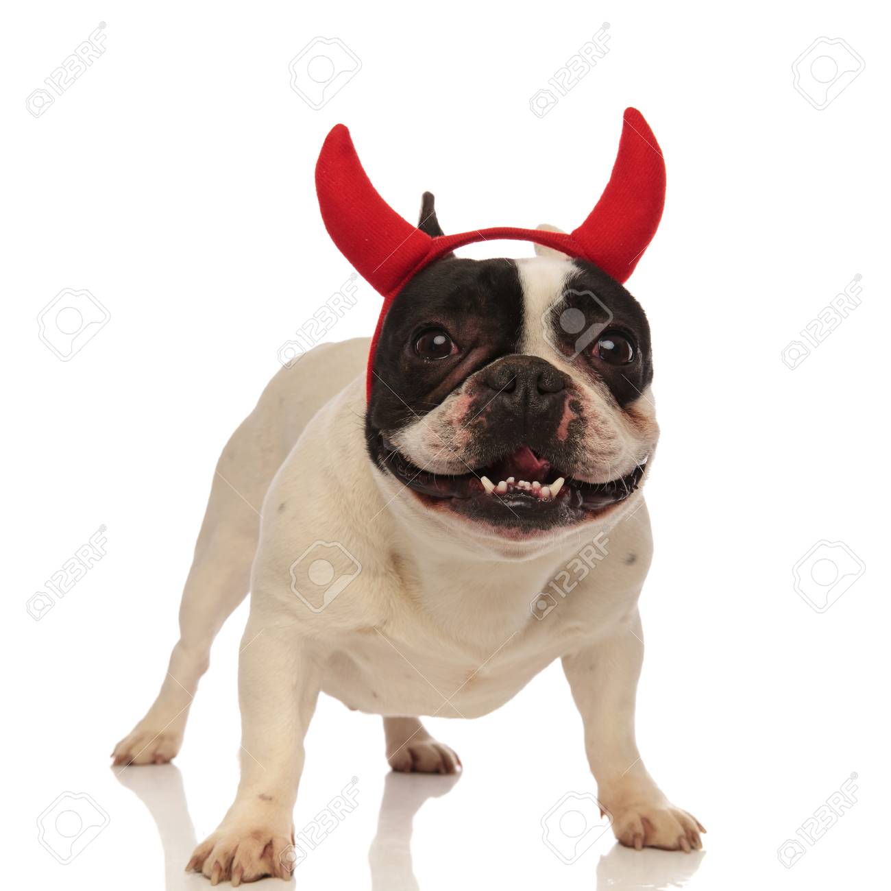 Adorable French Bulldog Wearing Devil Horns Is Excited About Stock Photo Picture And Royalty Free Image Image 97858350