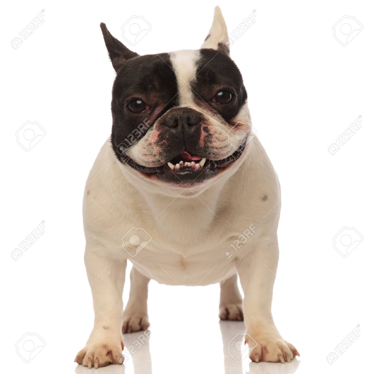 Gluckliche Reizende Keuchende Franzosische Bulldogge Bei Der Stellung Auf Einem Weissen Hintergrund Lizenzfreie Fotos Bilder Und Stock Fotografie Image 97882978