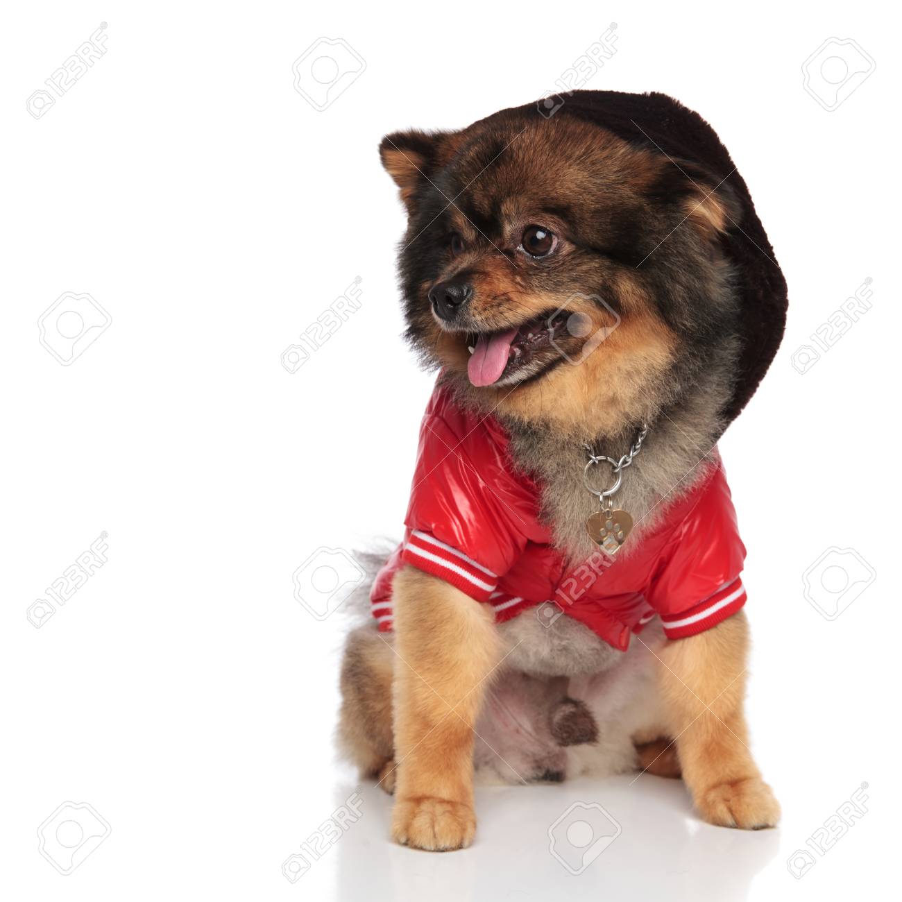 pomeranian sweatshirt