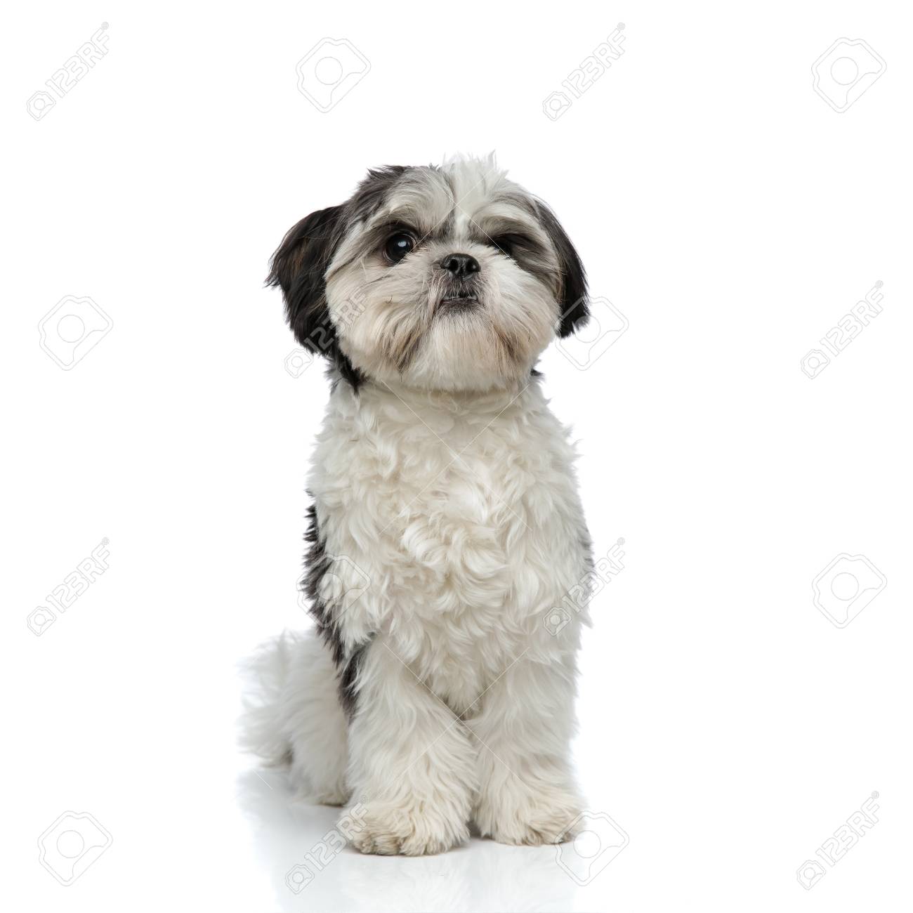 dog shih tzu black and white