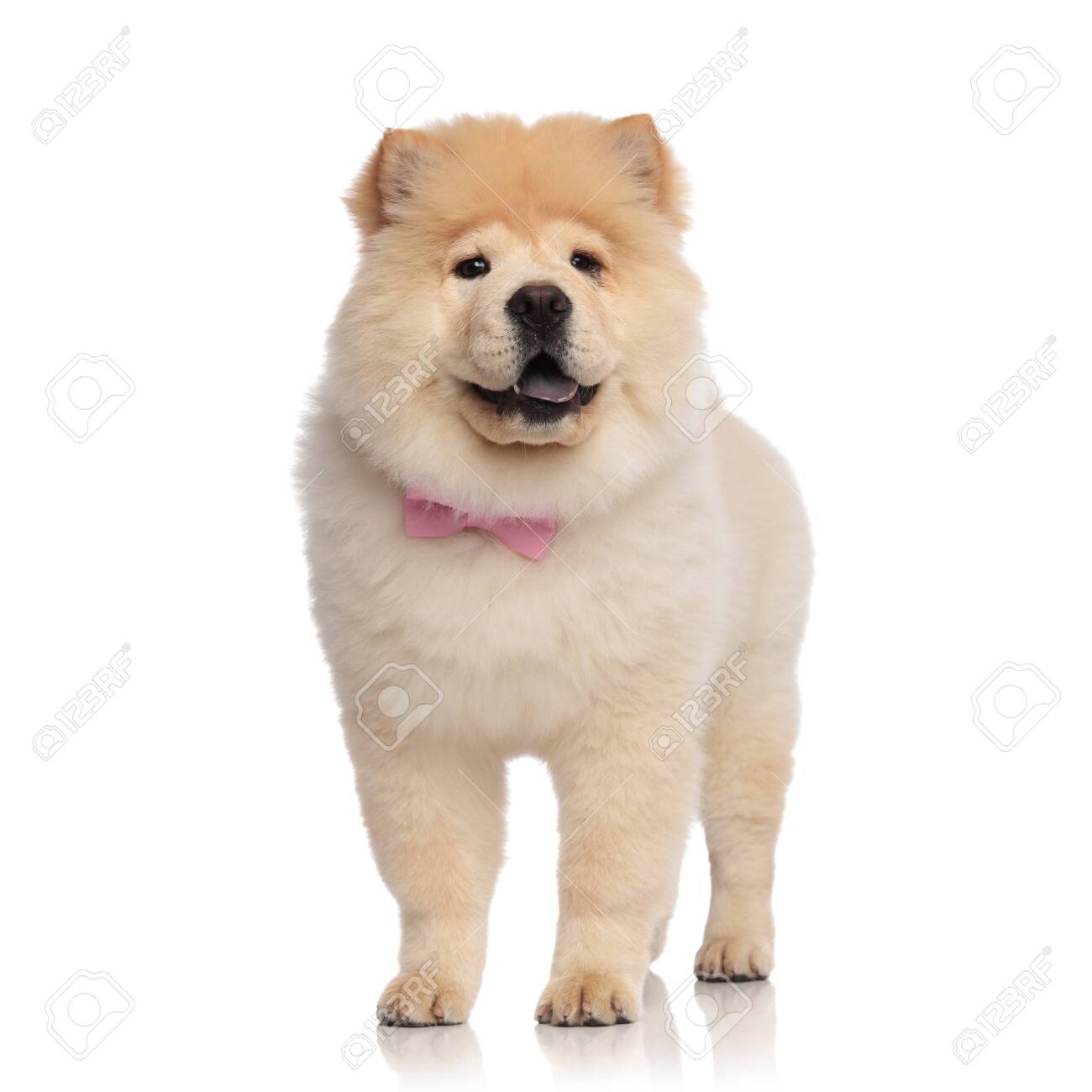 pink chow chow