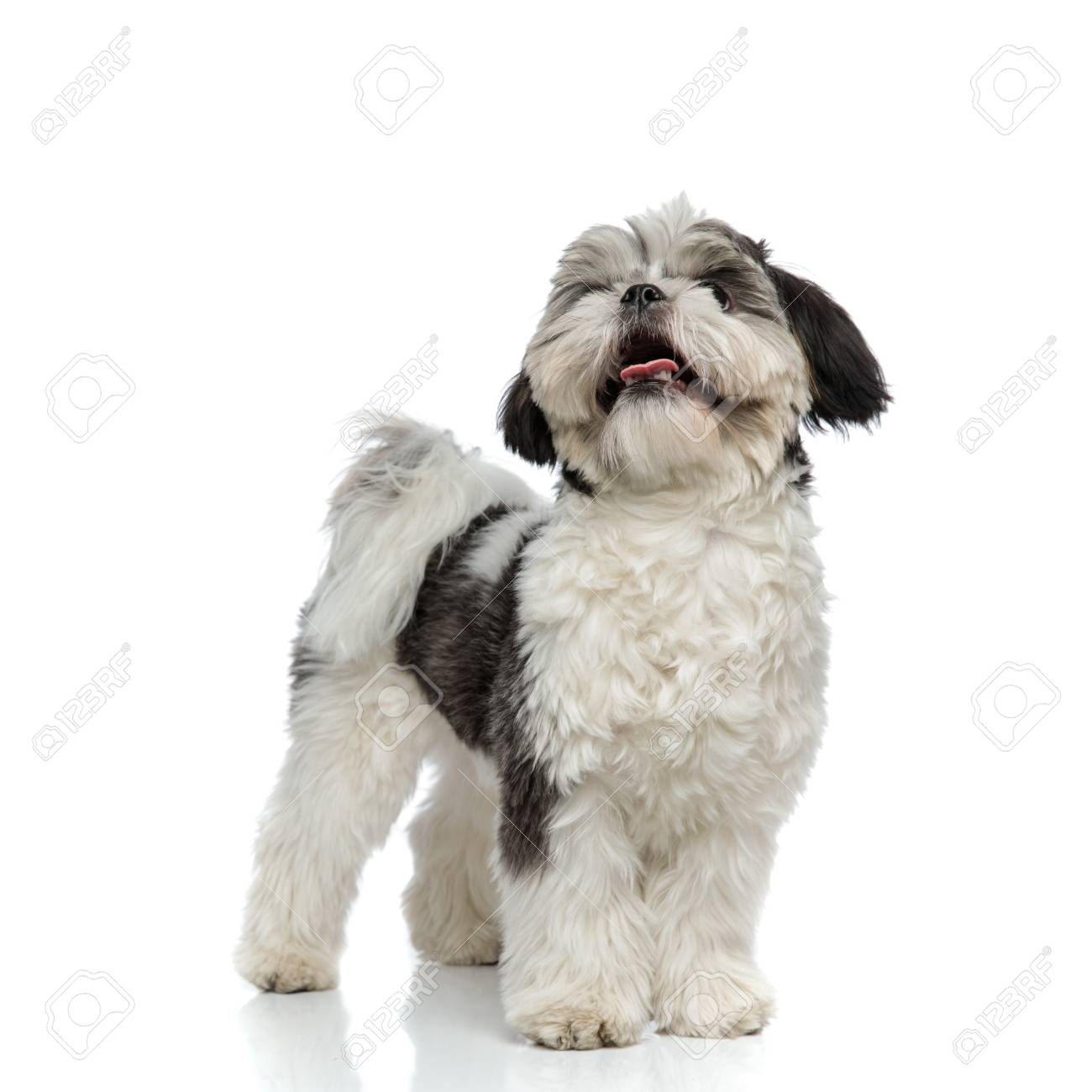 Adorable Shih Tzu Panting And Looking Up To Side While Standing