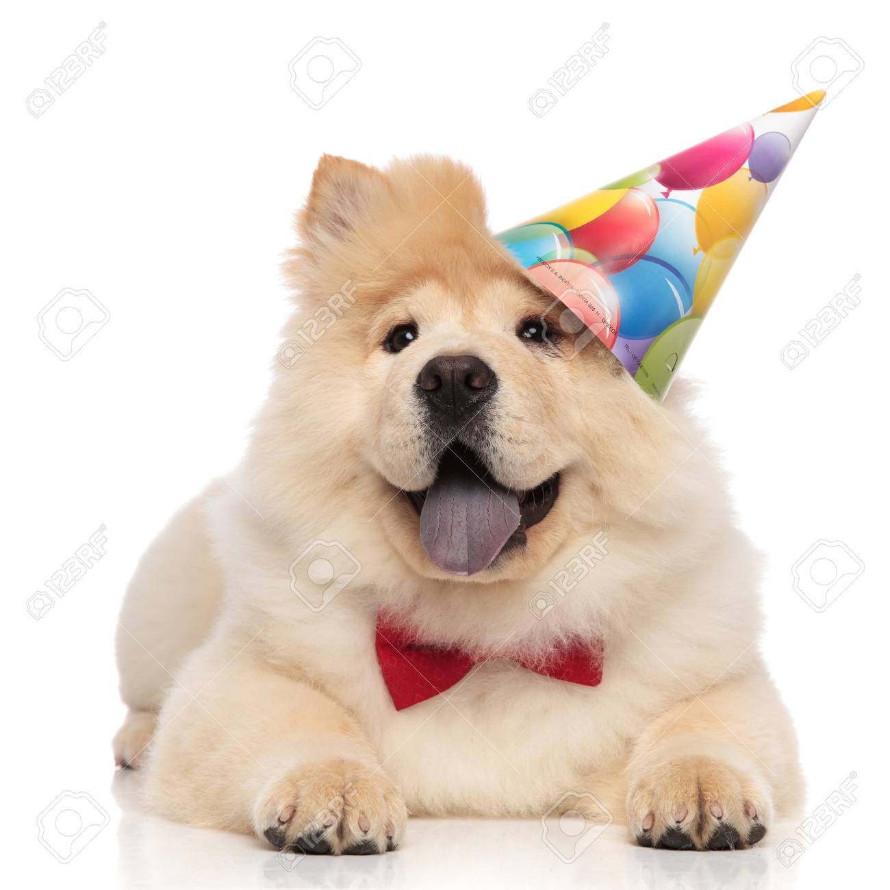 chow chow birthday