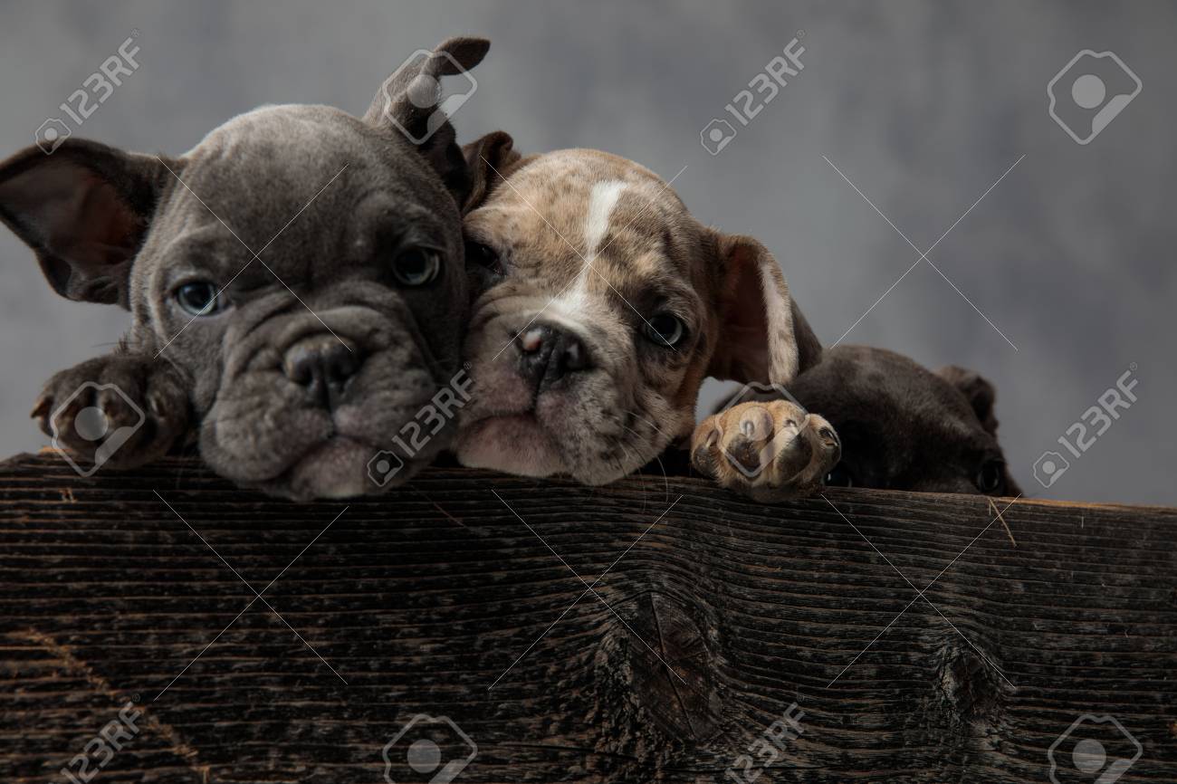 cute bully puppies
