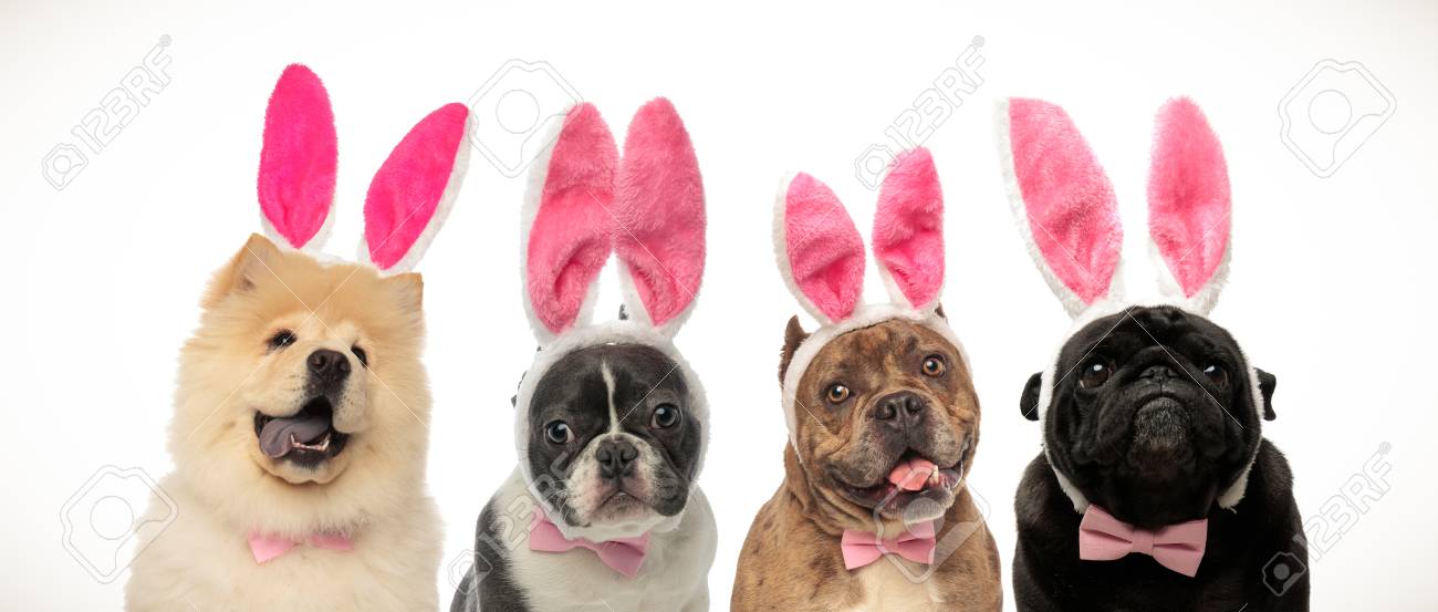 dog easter costume