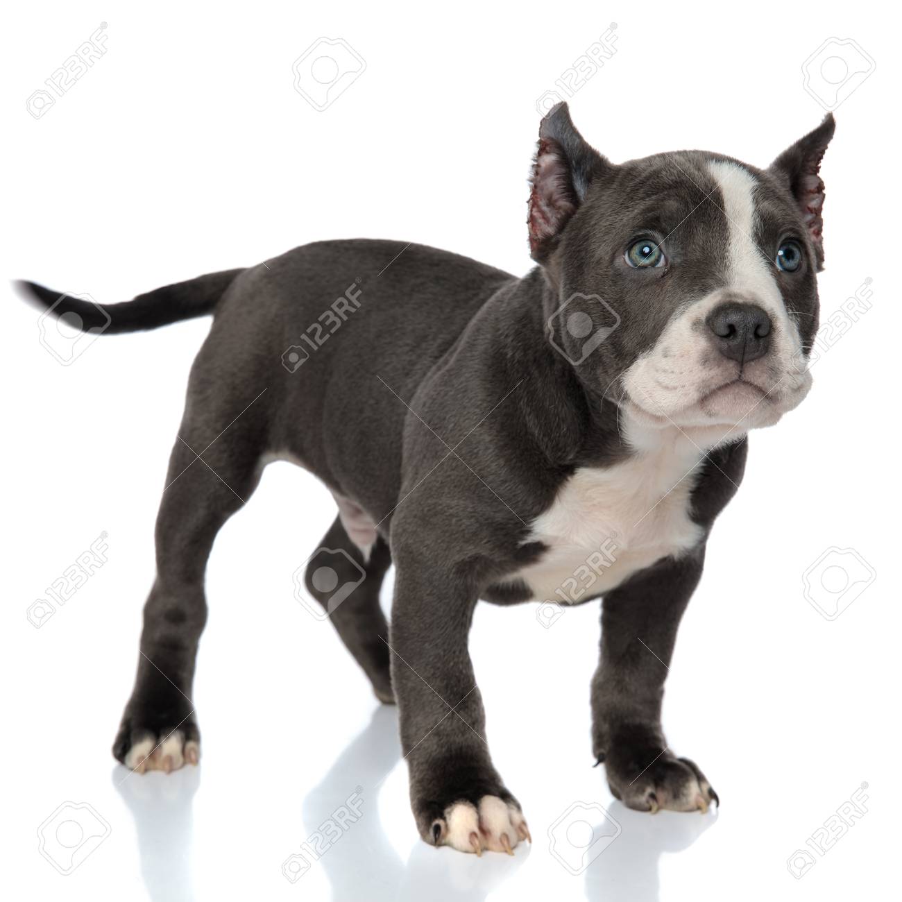 blue and white american bully