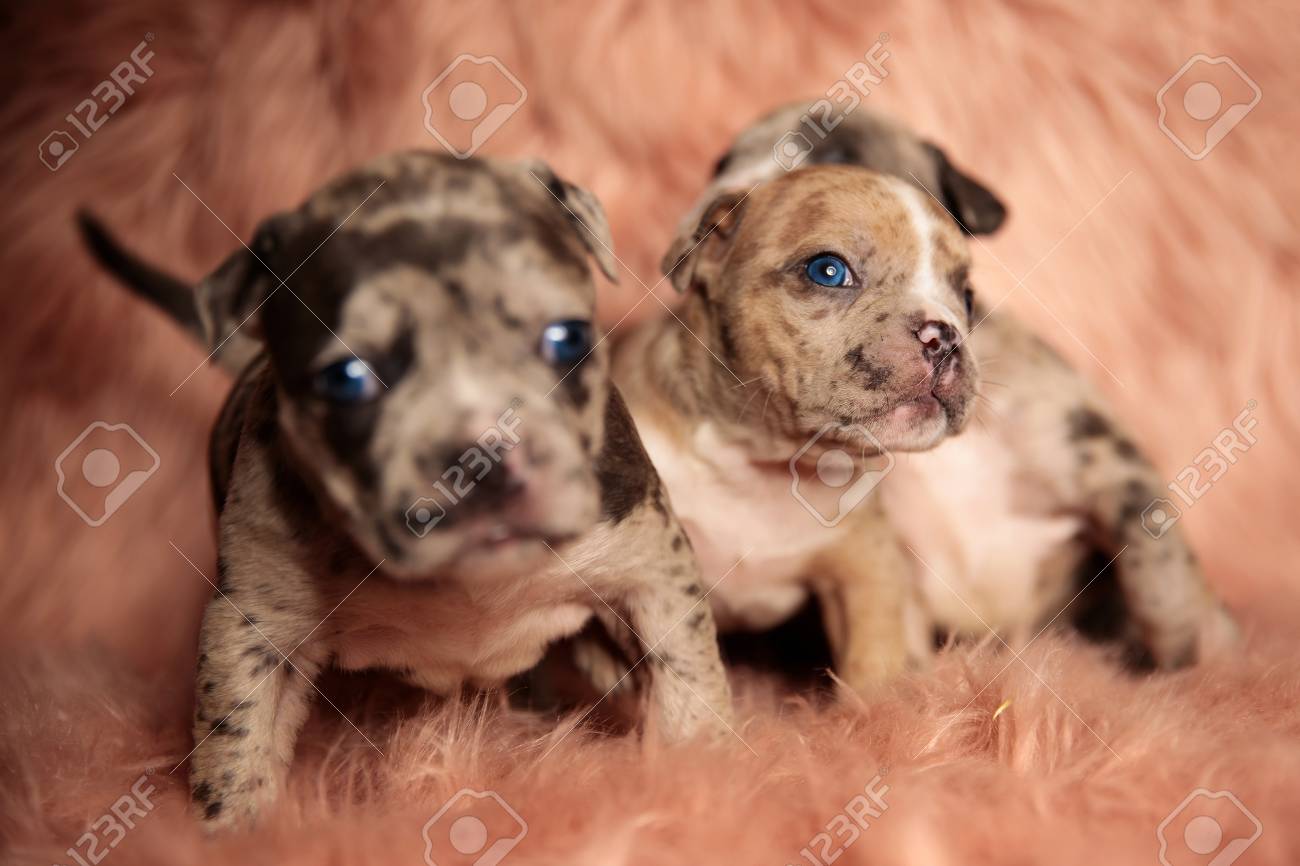 Clumsy American Bully Puppies With Blue Eyes Sitting And Standing On Pink  Furry Background While Curiously Looking Around Stock Photo, Picture and  Royalty Free Image. Image 124631801., image size:1300x866