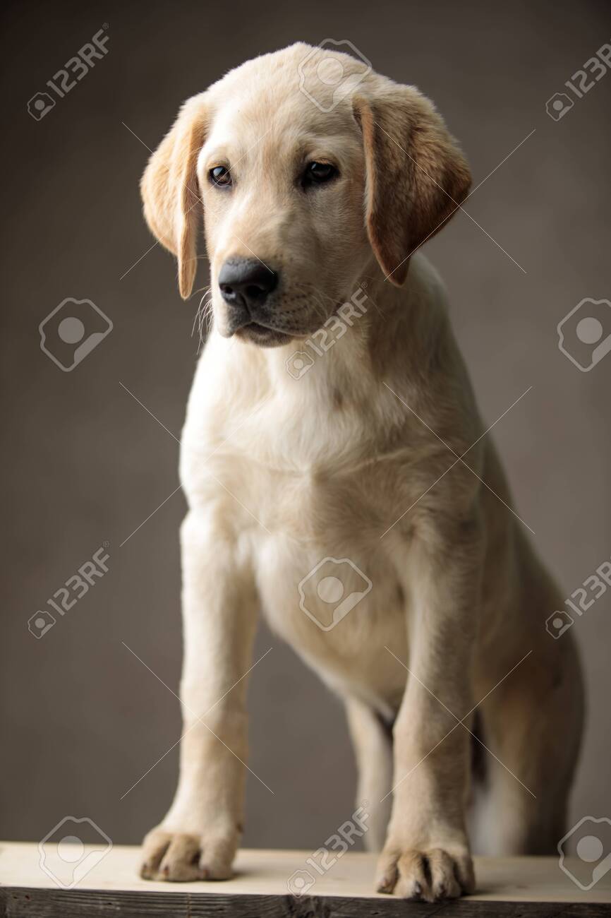 goldendoodle for sale