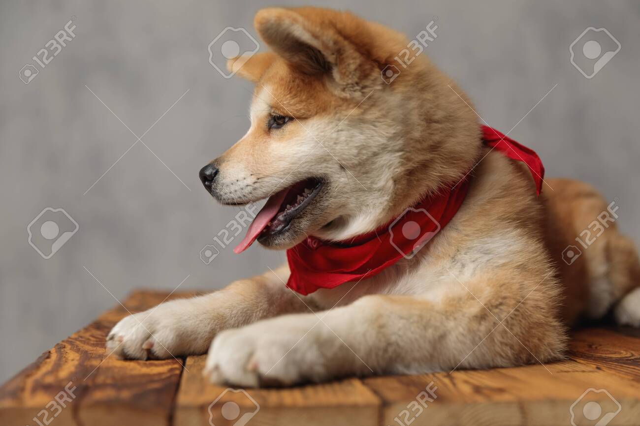 bandana shiba inu