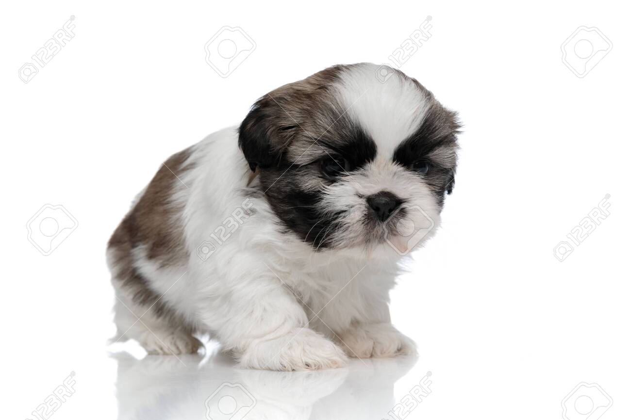 shih tzu puppies
