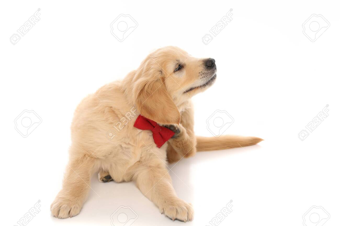 golden retriever scratching