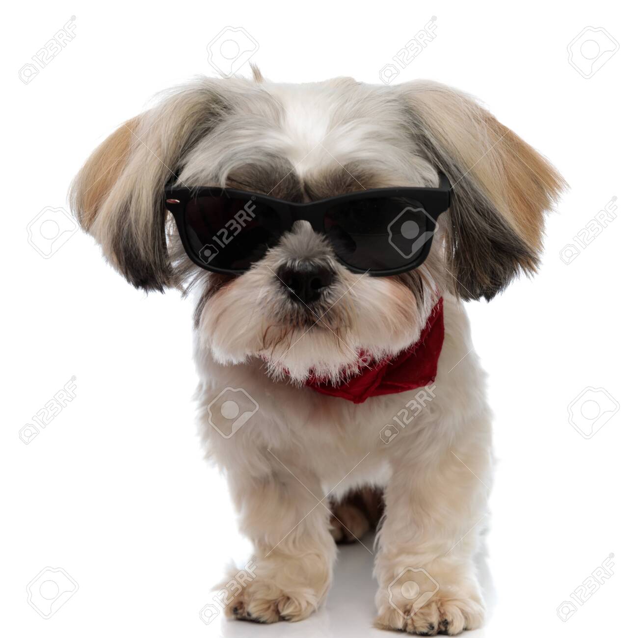 shih tzu with sunglasses